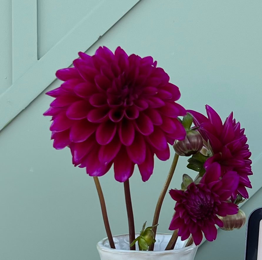 Gonzo Grape Dahlia - Rooted Cutting