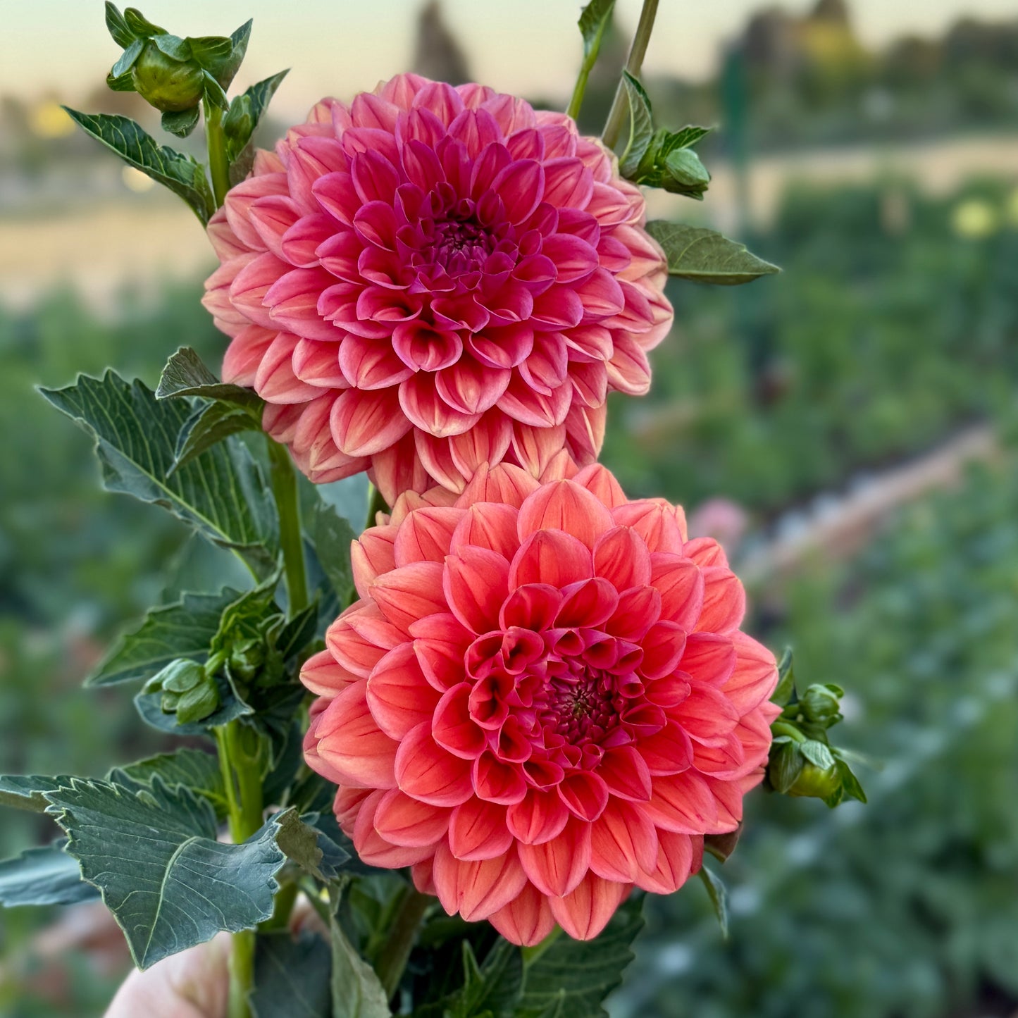 
                  
                    Bella Marybeth - Rooted Cutting
                  
                