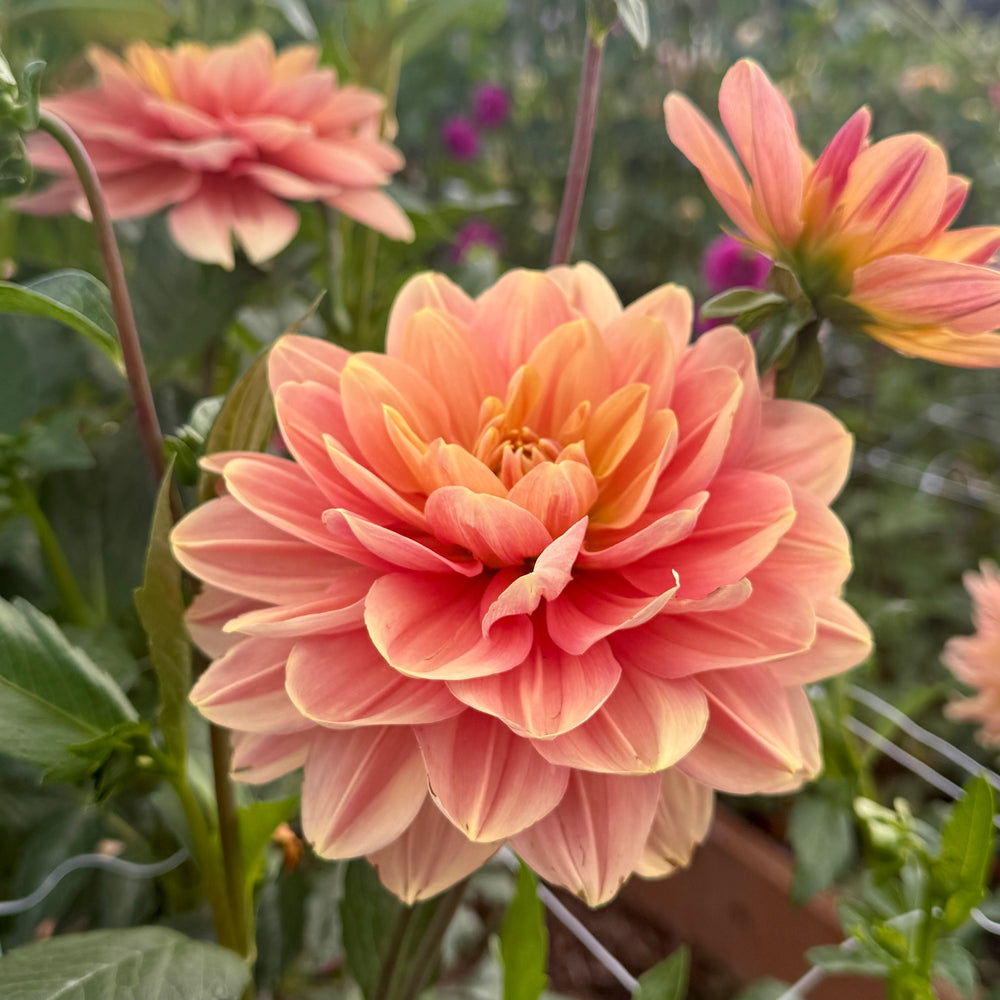 My Forever- POT TUBER