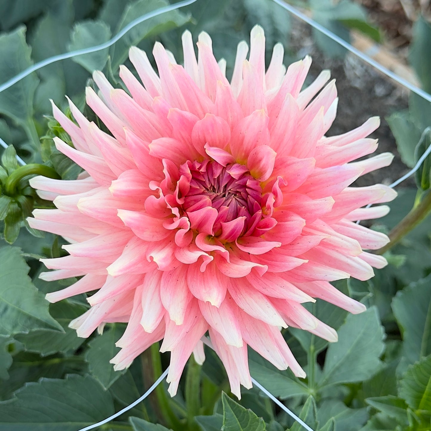 
                  
                    Bristol Karma Dahlia - Rooted Cutting
                  
                