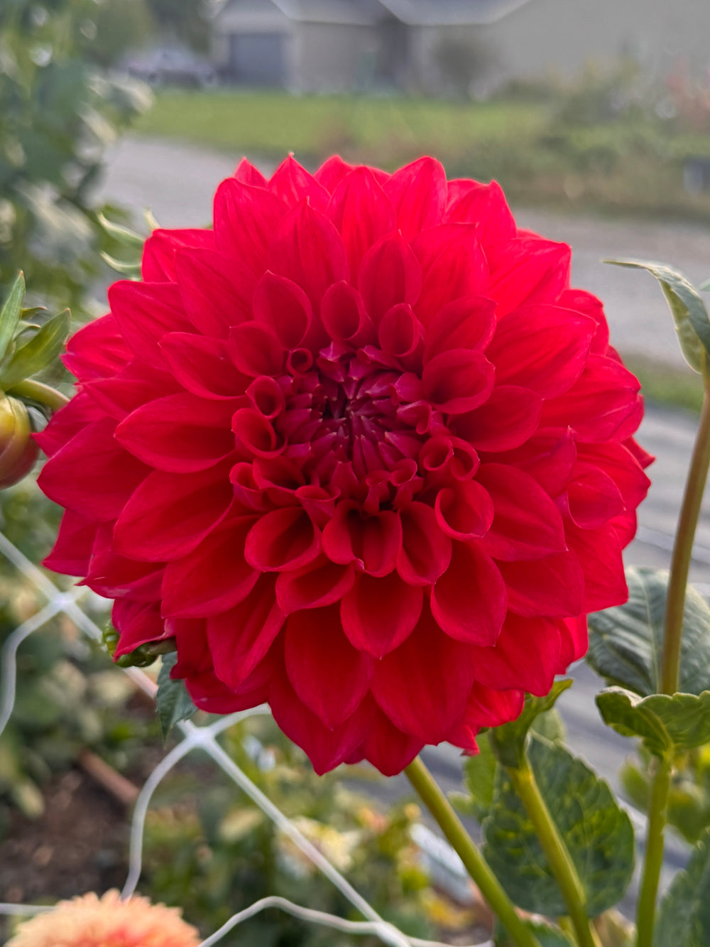 JS Noah Dahlia - POT TUBER