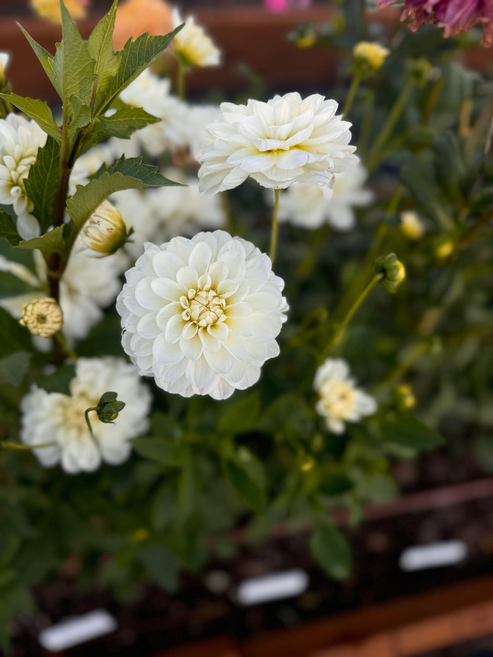 Bride 2 Be Dahlia - POT TUBER