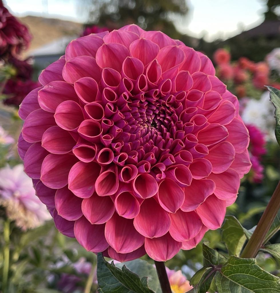 GC Pink Lemonade Dahlia - Rooted Cutting