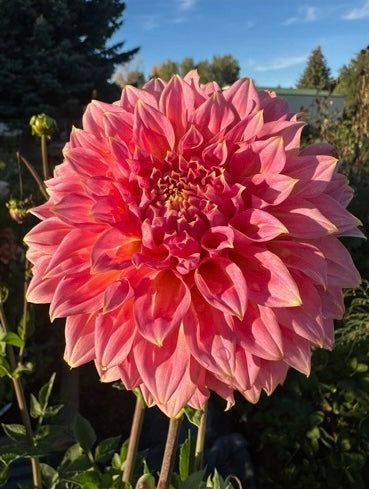 Avoca Amanda Dahlia - Rooted Cutting