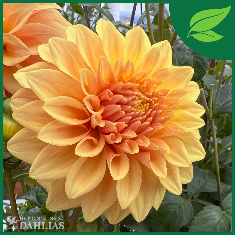 Miss Amara Dahlia - Rooted Cutting