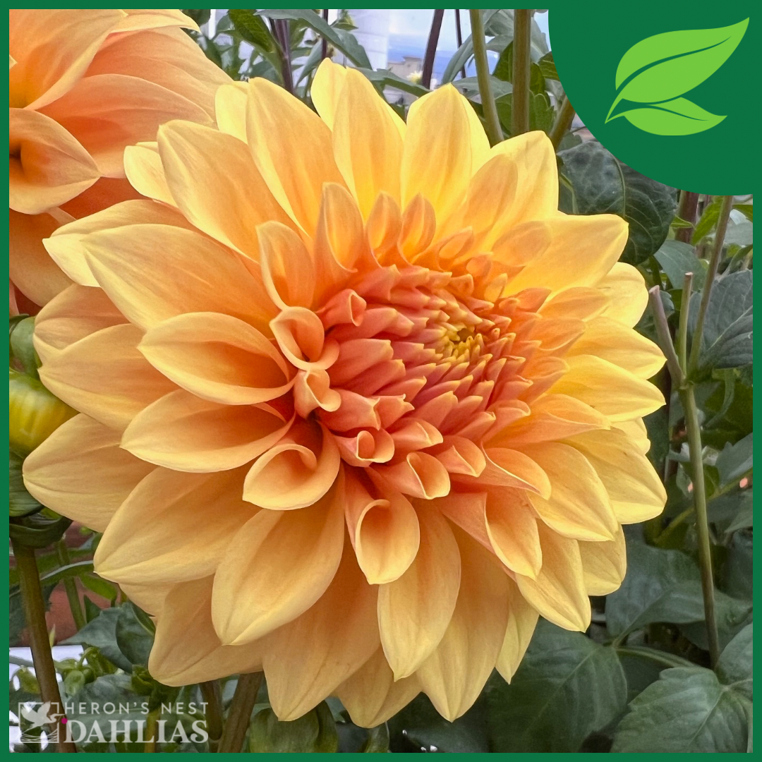 
                  
                    Miss Amara Dahlia - Rooted Cutting
                  
                