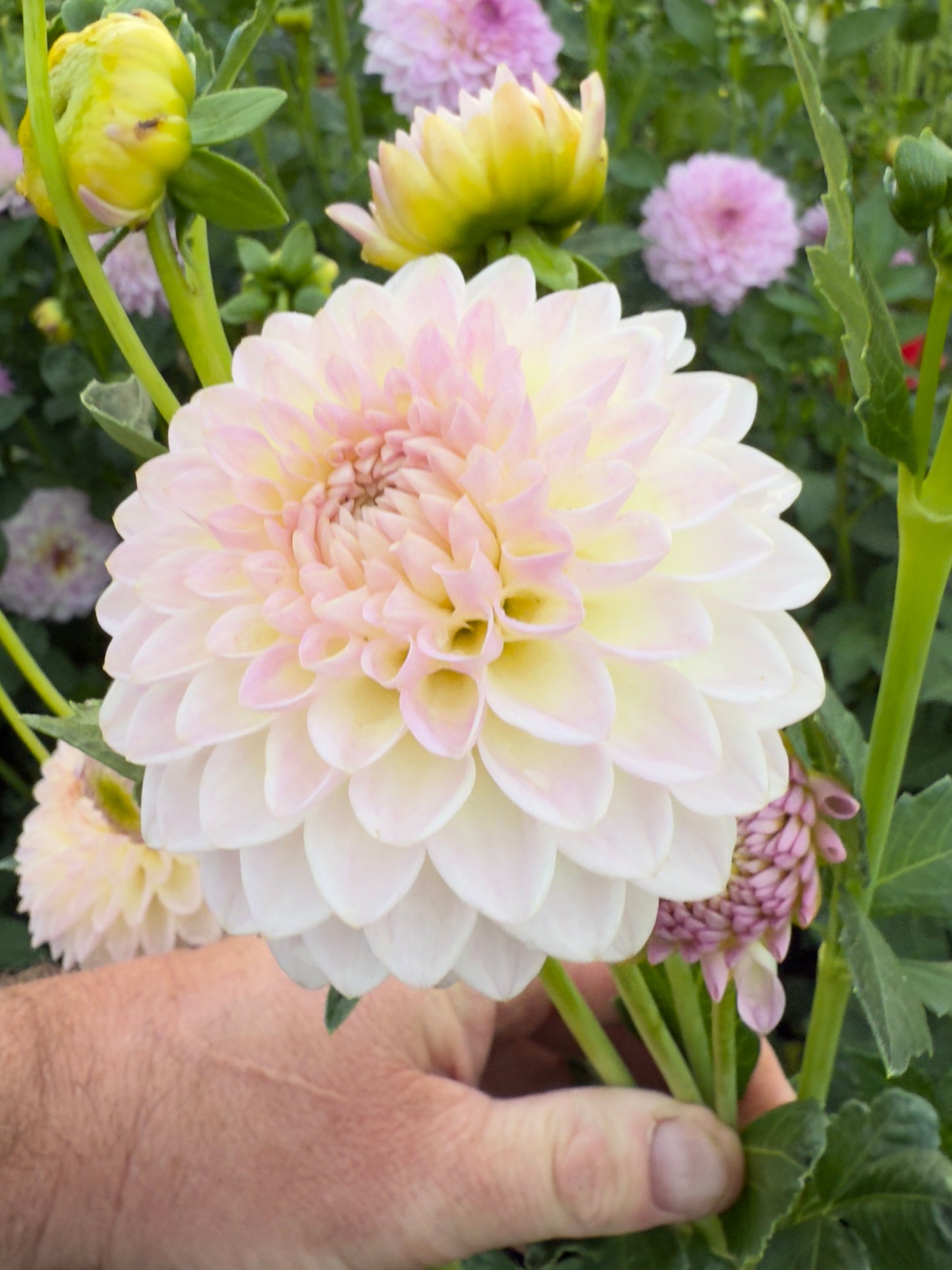 
                  
                    Brian's Dream Dahlia - POT TUBER
                  
                