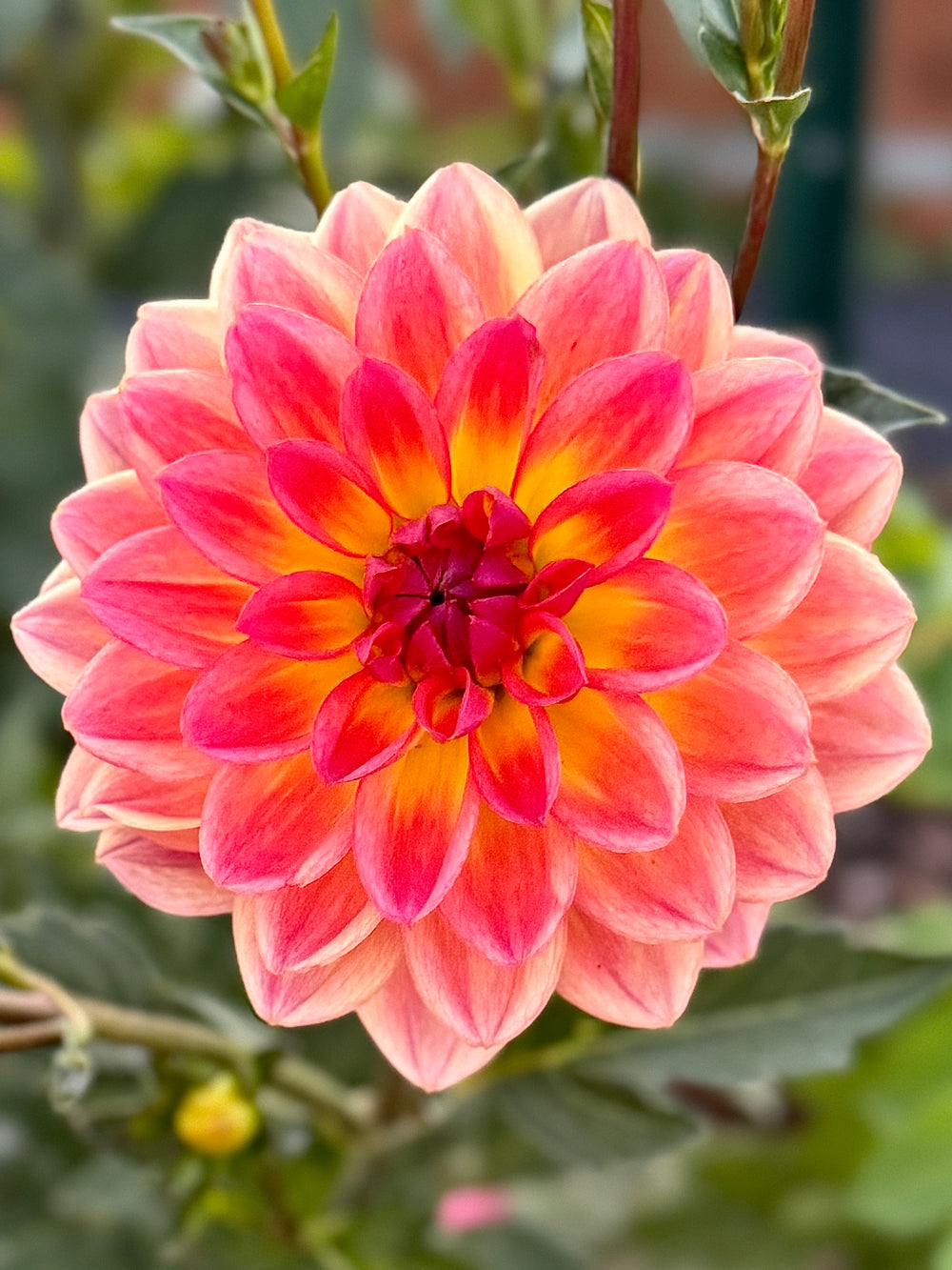 Pacific View Dahlia - Rooted Cutting