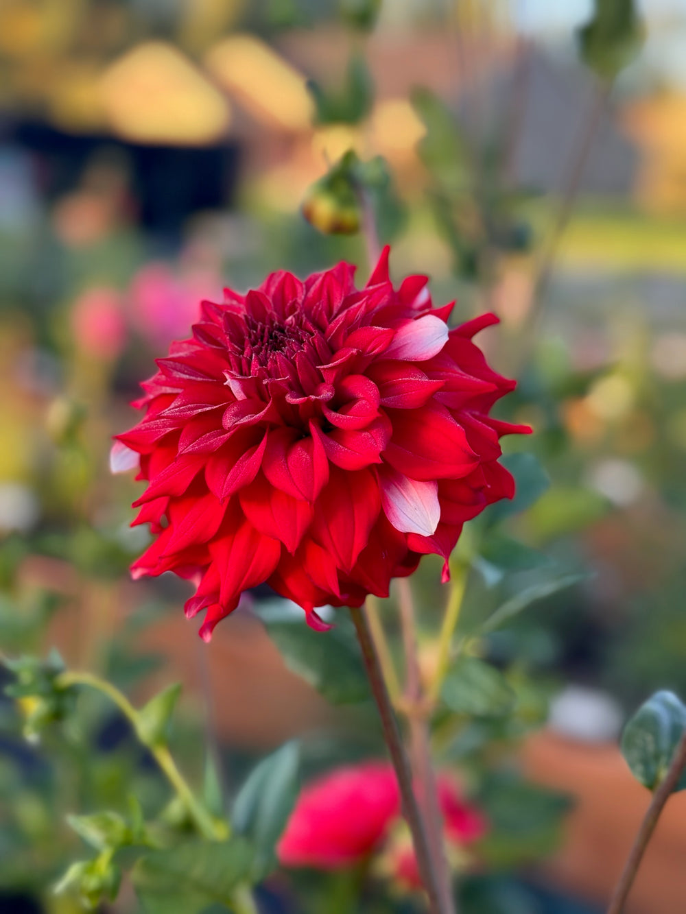 River's Fancy Santa Dahlia - Rooted Cutting