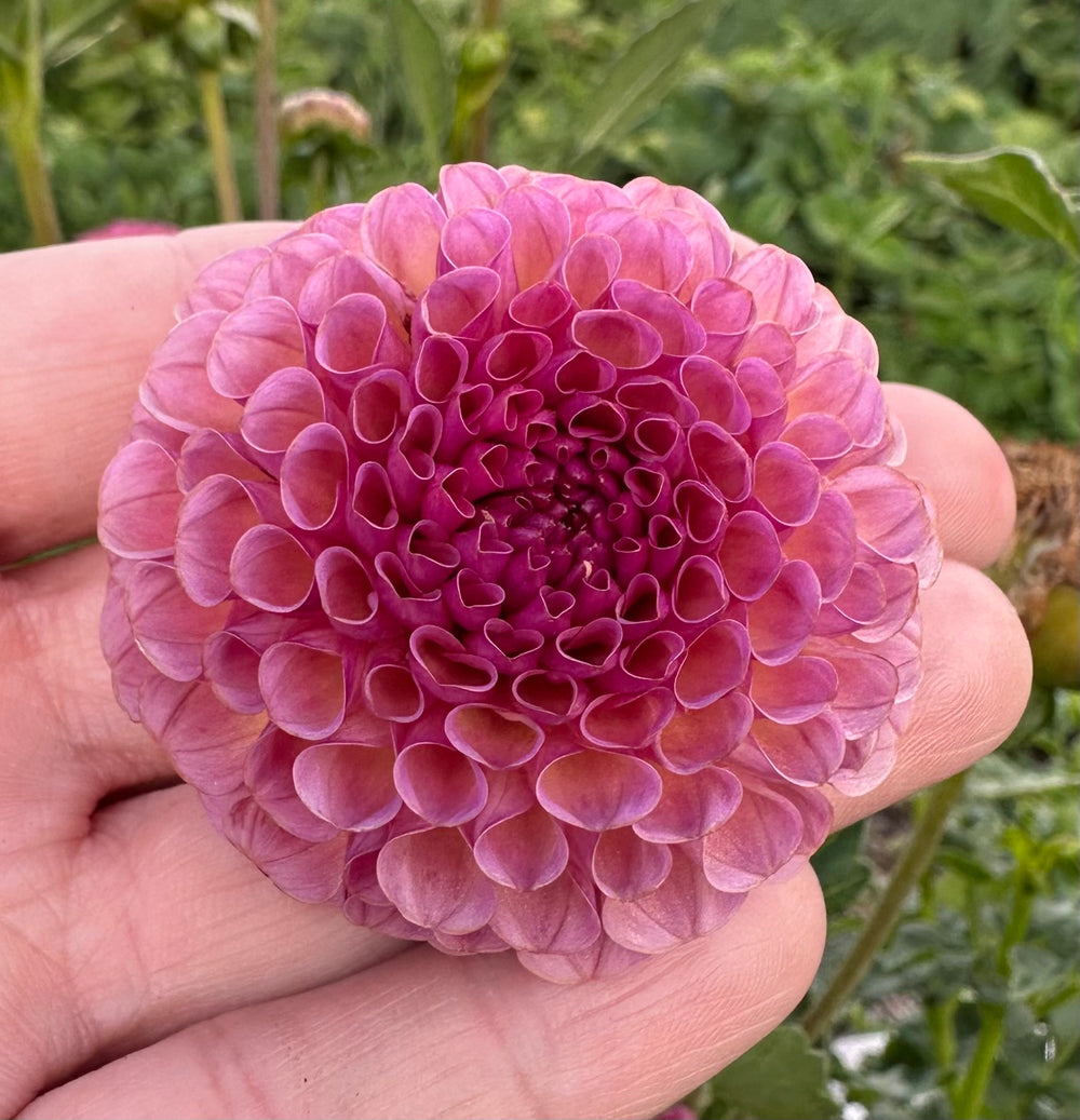 KOKO PUFF - POT TUBER