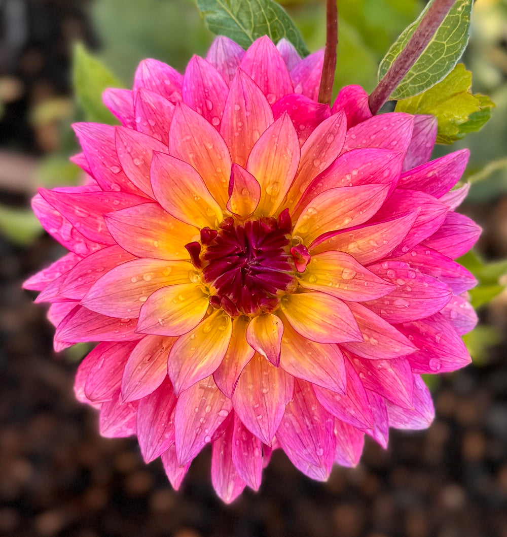 Salish Alpen Glow Dahlia - Rooted Cutting