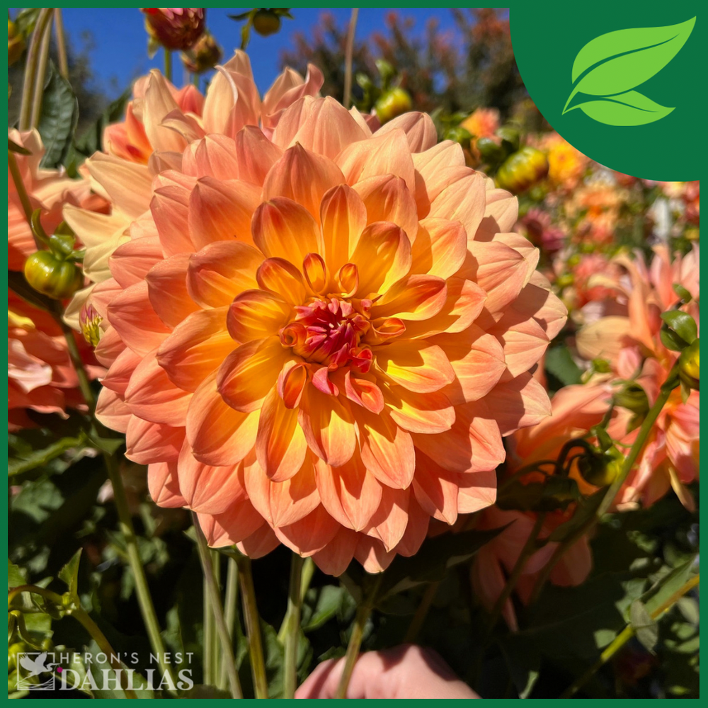 Ace Summer Sunset Dahlia - POT TUBER