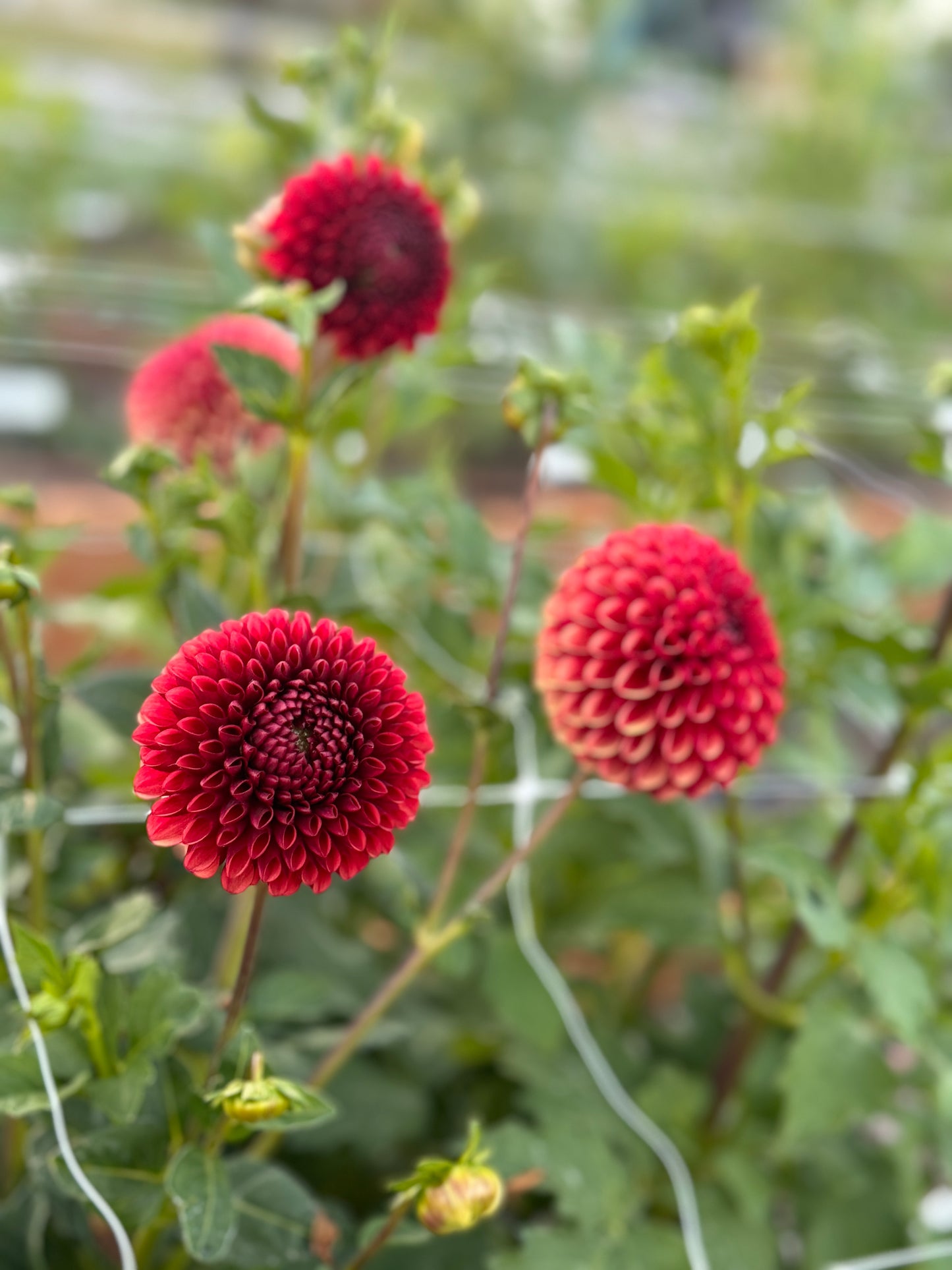 
                  
                    Copper Boy Dahlia - Rooted Cutting
                  
                