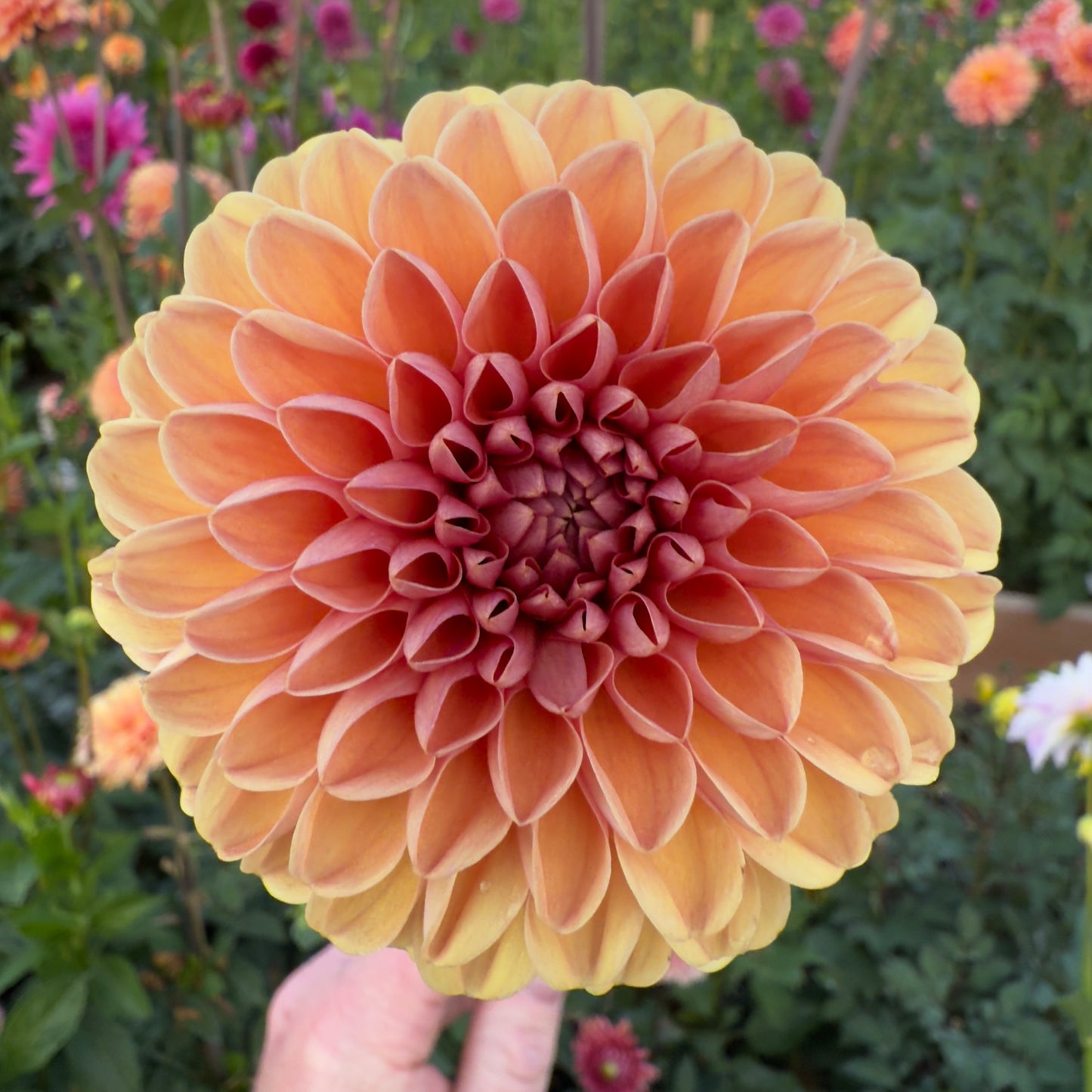
                  
                    Bestseller Dahlia - Rooted Cutting
                  
                