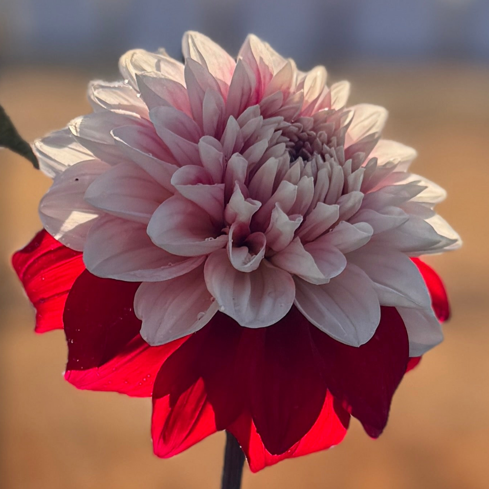 AC HWY 61 Dahlia - Rooted Cutting