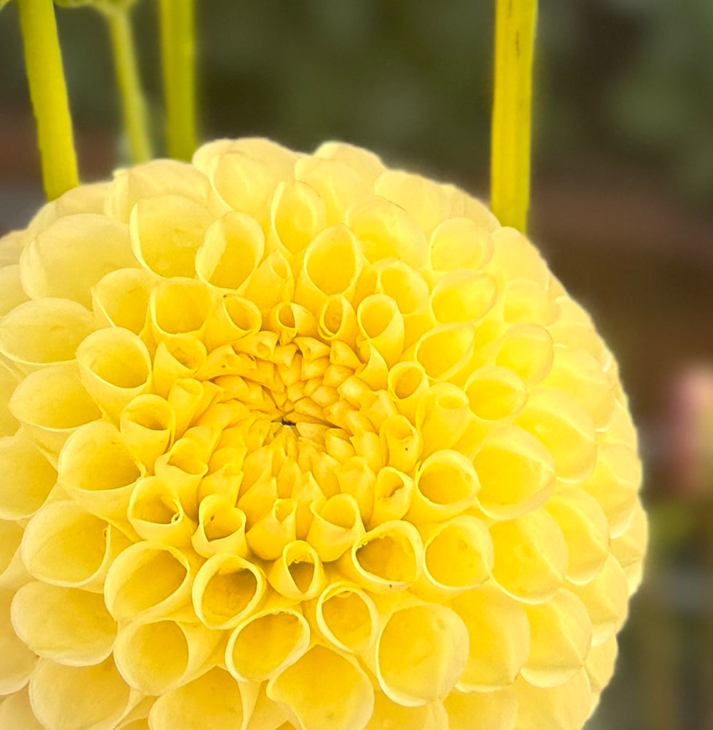 Clearview Daniel Dahlia - Mini Clump
