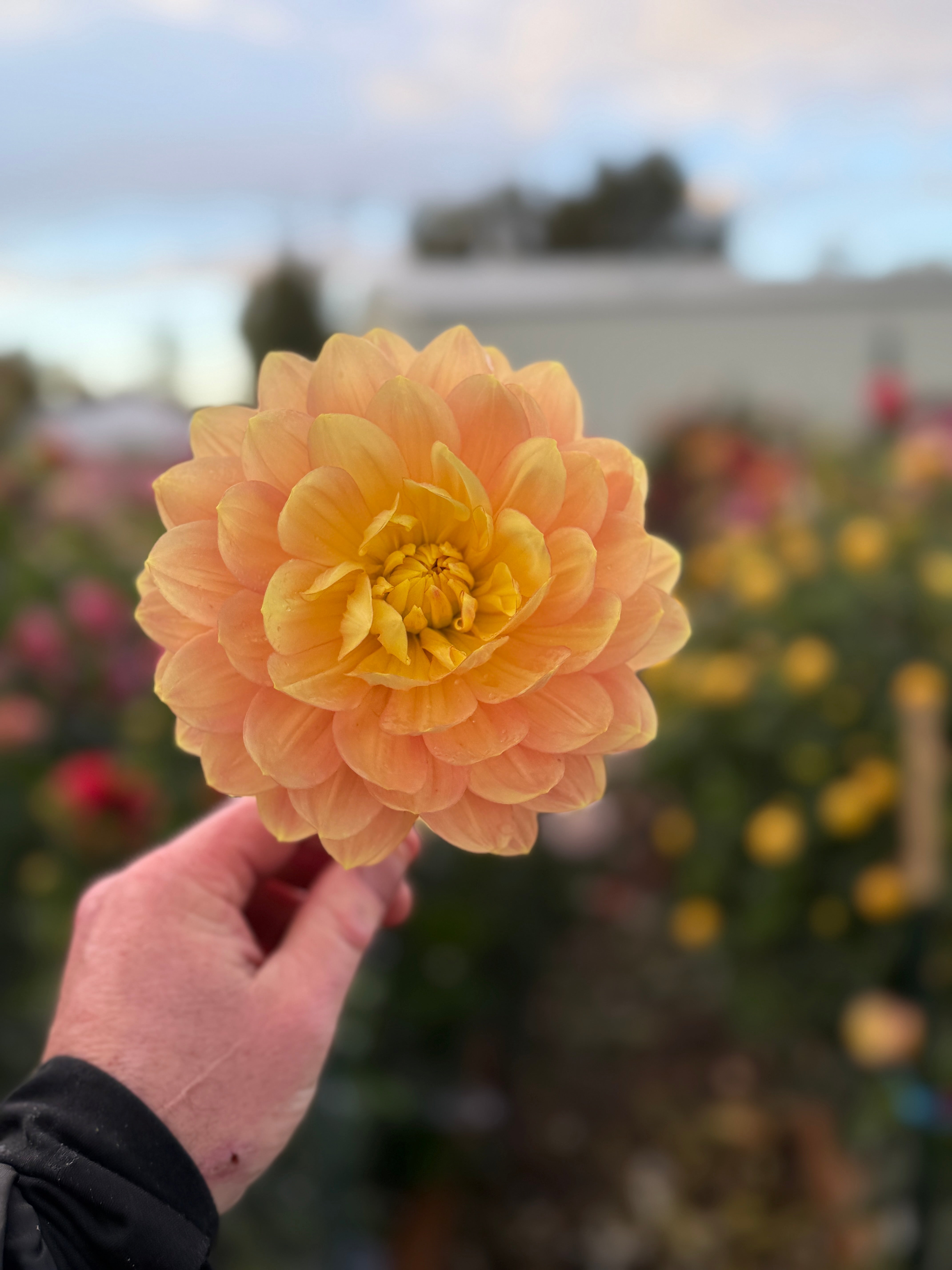 Hollyhill Serenity - Tuber – Heron's Nest Dahlias
