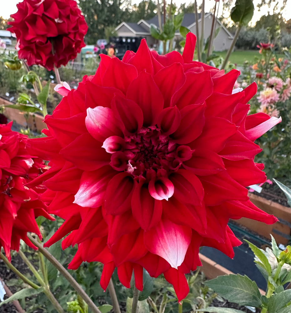 
                  
                    River's Fancy Santa Dahlia - Rooted Cutting
                  
                