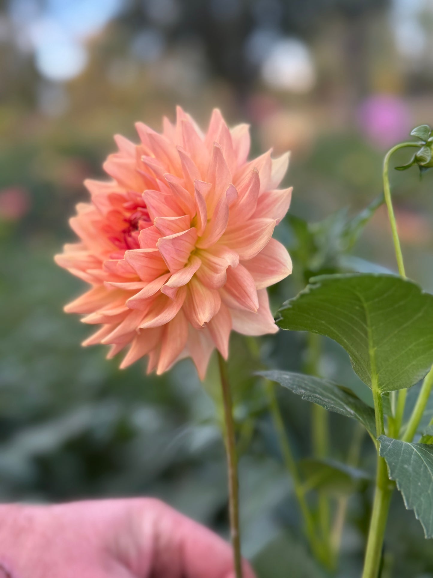 
                  
                    Fawn Dahlia - Mini Clump
                  
                