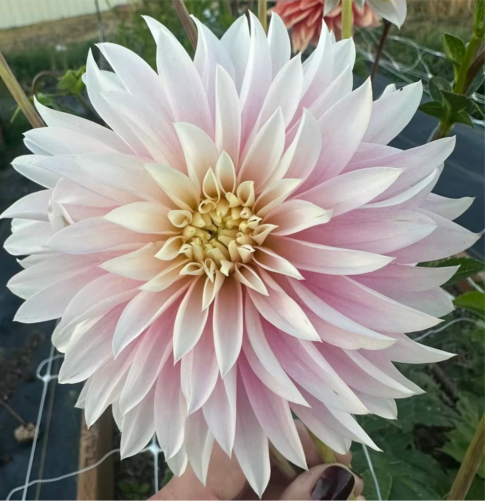 
                  
                    Alloway Candy Dahlia - Rooted Cutting
                  
                