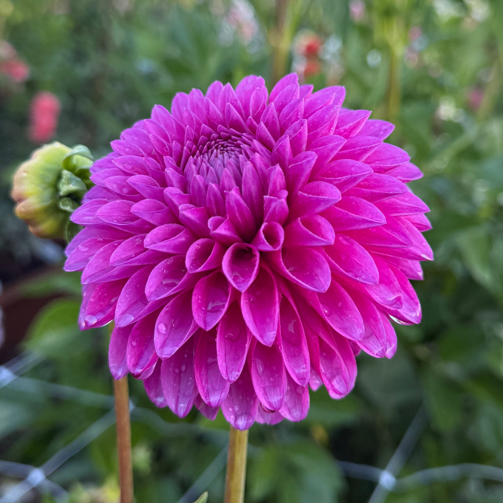 Hollyhill Bill M Dahlia - POT TUBER