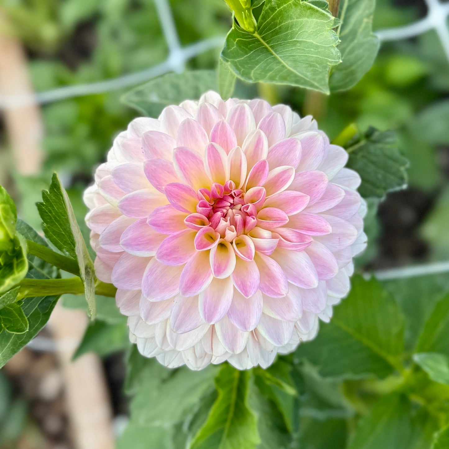 
                  
                    Tahoma Little One - Rooted Cutting
                  
                