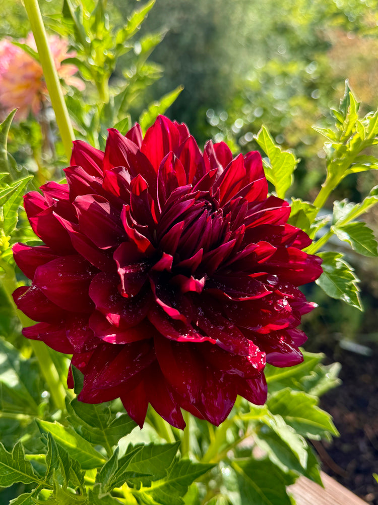 
                  
                    Hollyhill Masquerade Dahlia - POT TUBER
                  
                