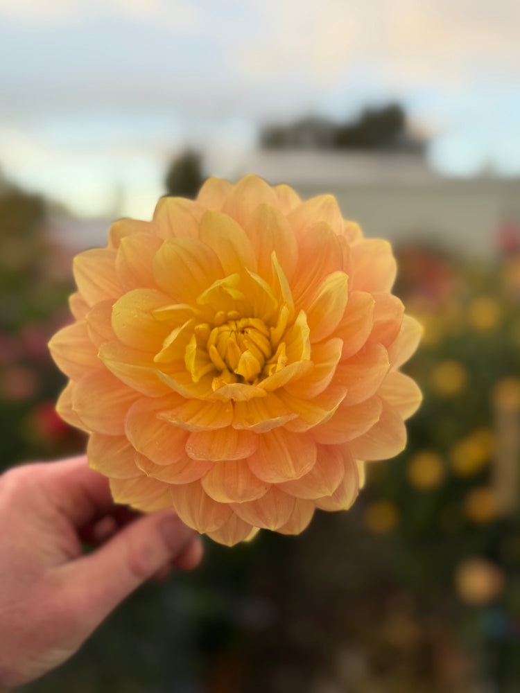 
                  
                    Hollyhill Serenity Dahlia - POT TUBER
                  
                