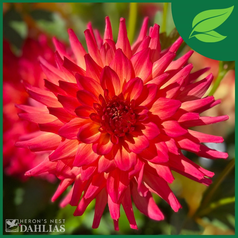 Bloomquist Tropic Dahlia - POT TUBER