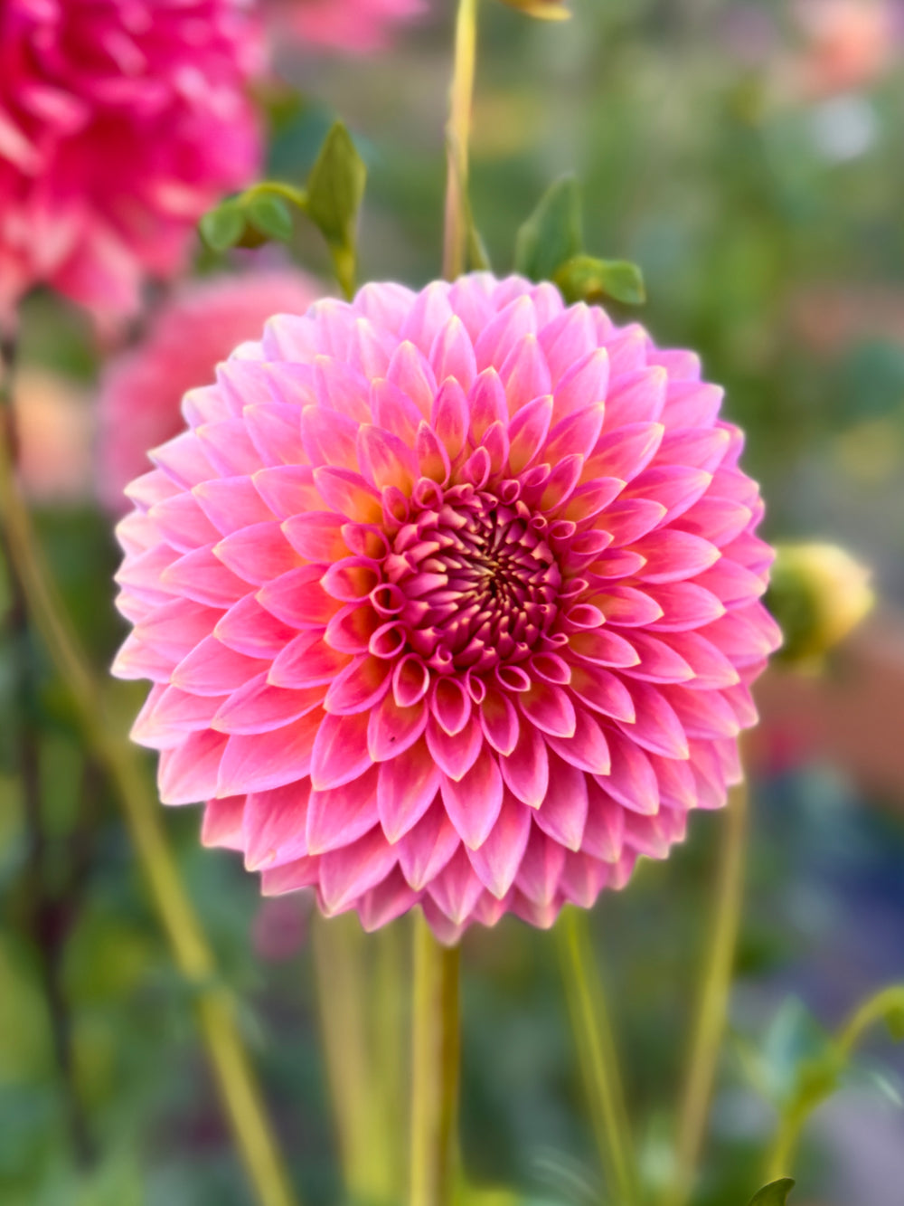 Vista Kestyn Dahlia - Rooted Cutting