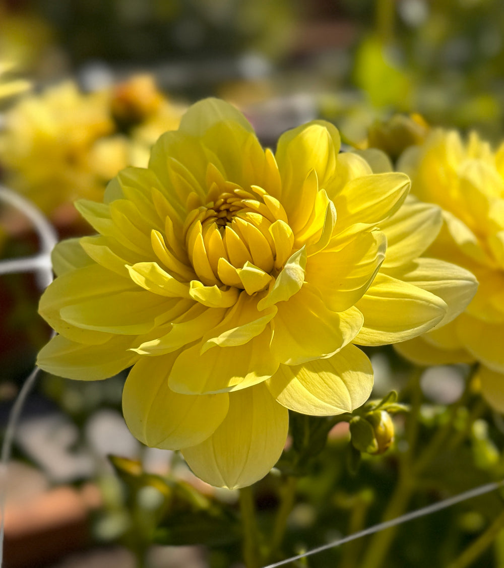 Sandia Joy Dahlia - Rooted Cutting