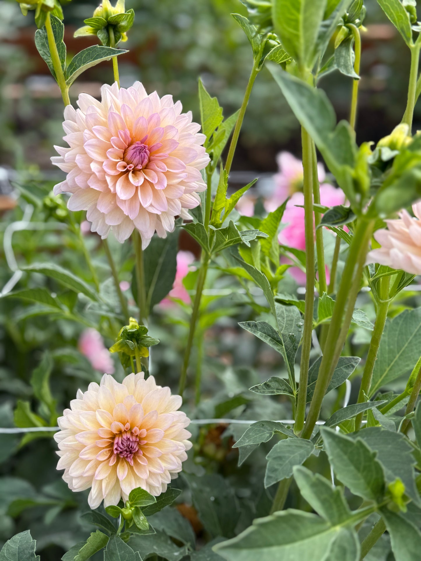 
                  
                    DL's The Special - Rooted Cutting
                  
                