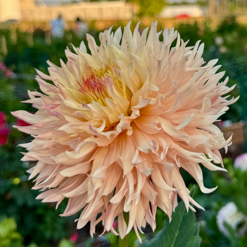 Hapet Champagne Dahlia - POT TUBER