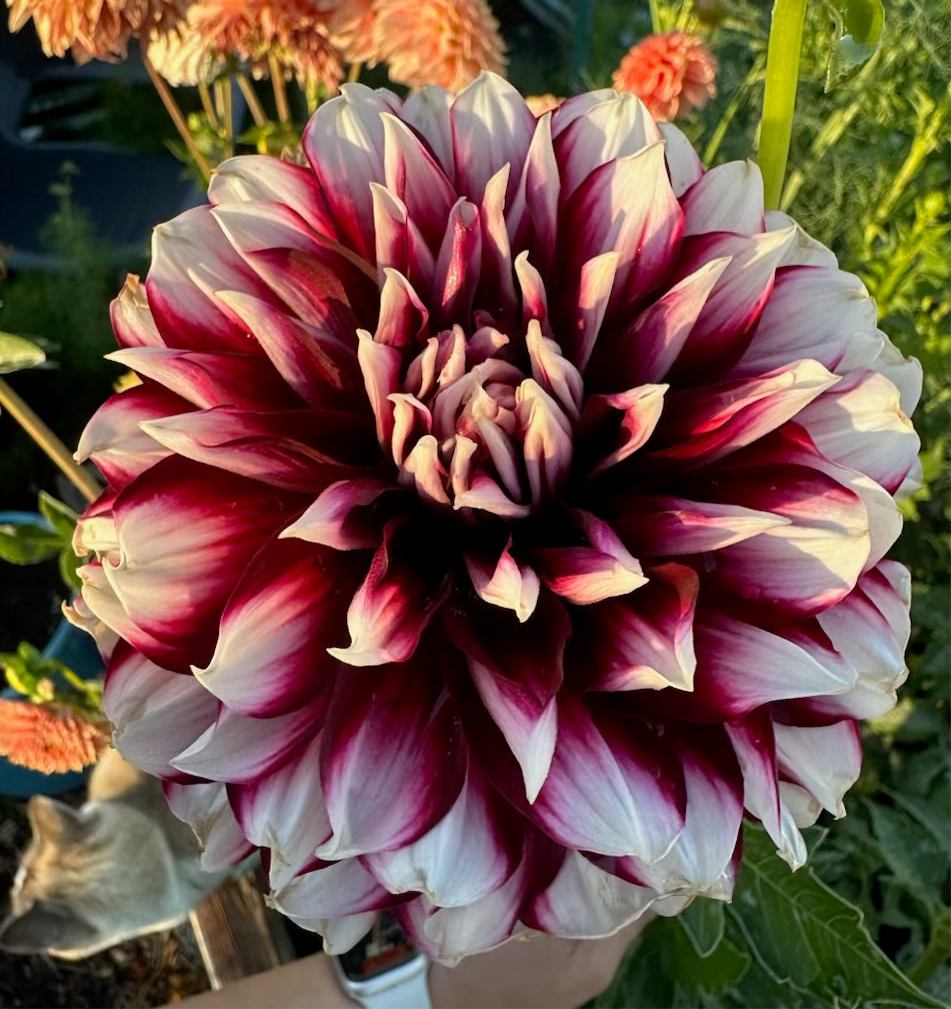 Hollyhill Masquerade Dahlia - Rooted Cutting