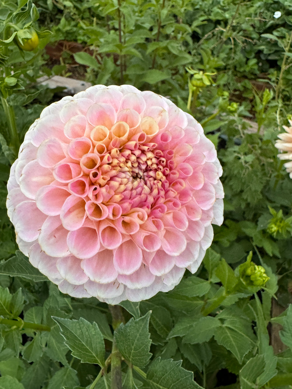 20th Ave Memory Dahlia - Rooted Cutting