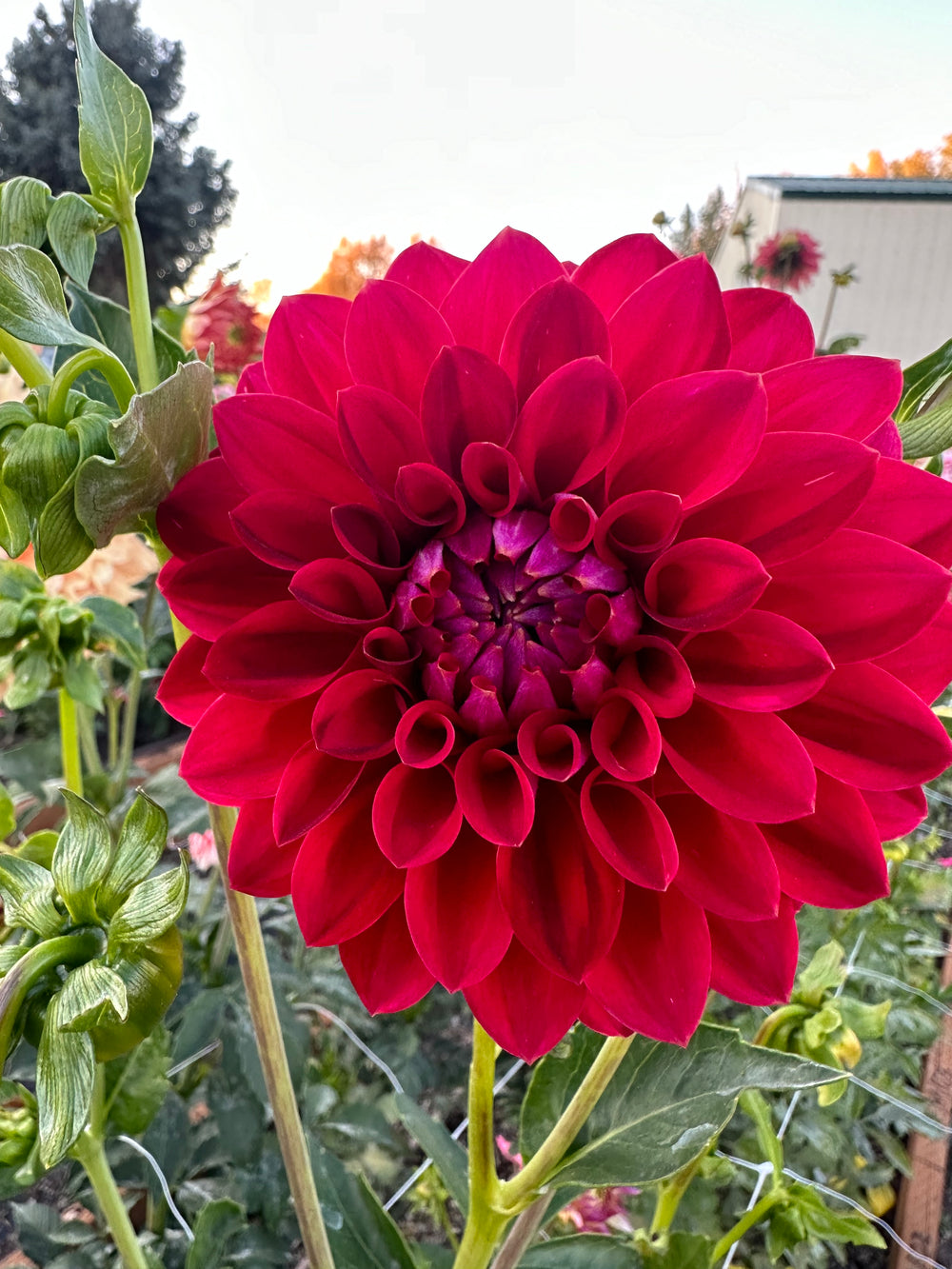 Tahoma Velvet Dahlia - Rooted Cutting