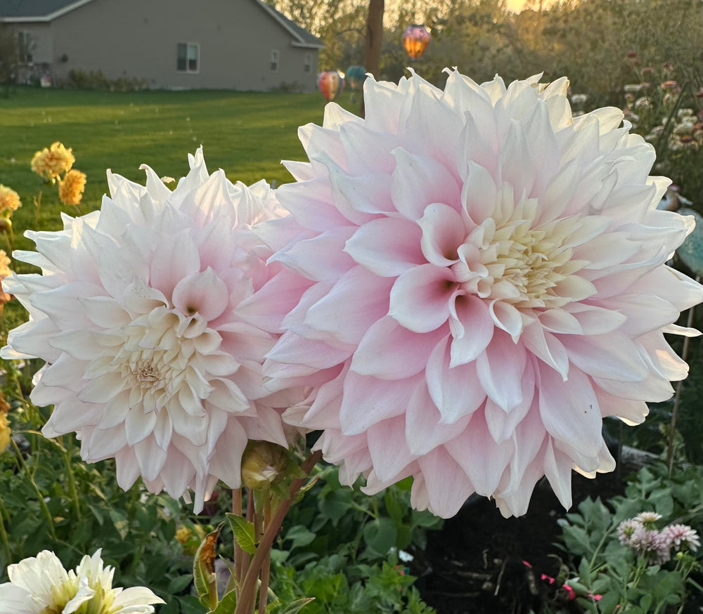 Lee's Blushed Charmeuse Dahlia - Rooted Cutting