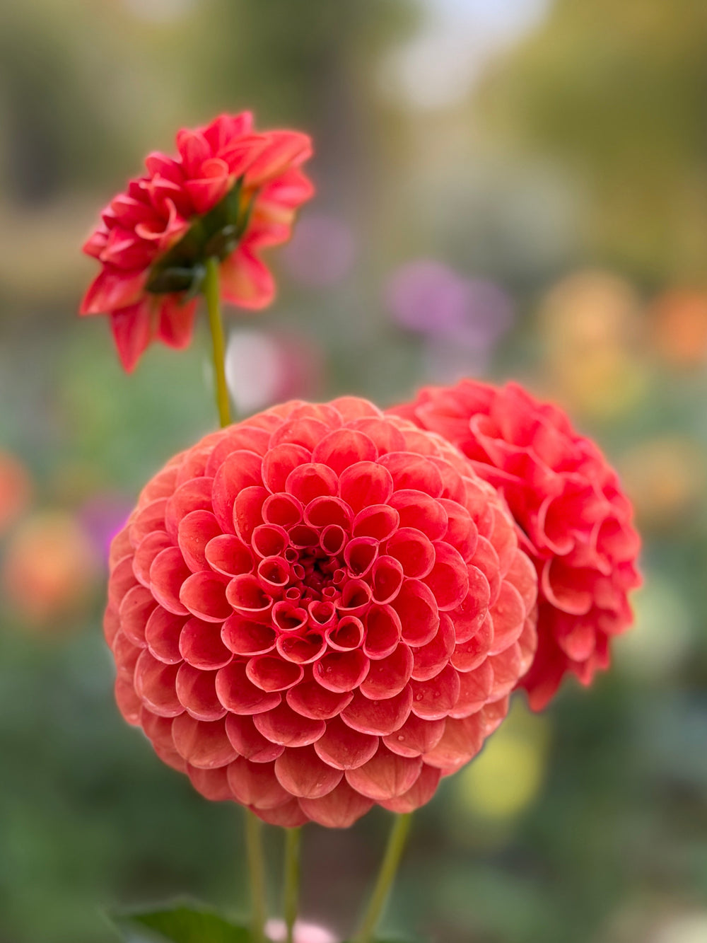 Valley Rust Bucket Dahlia - POT TUBER
