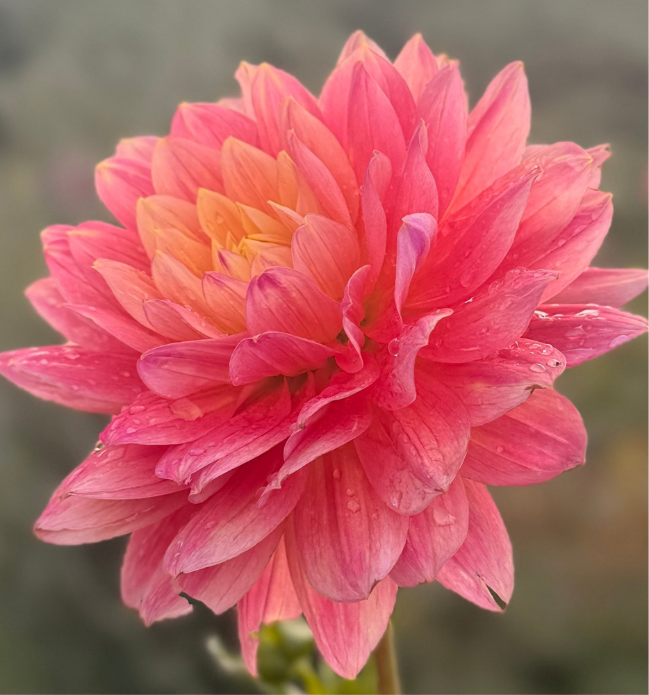 
                  
                    Hollyhill Monet Dahlia - Rooted Cutting
                  
                