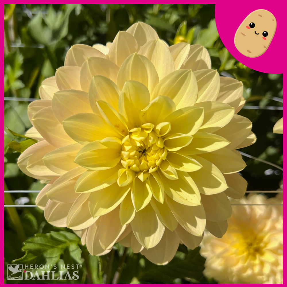 Day Dreamer - POT TUBER