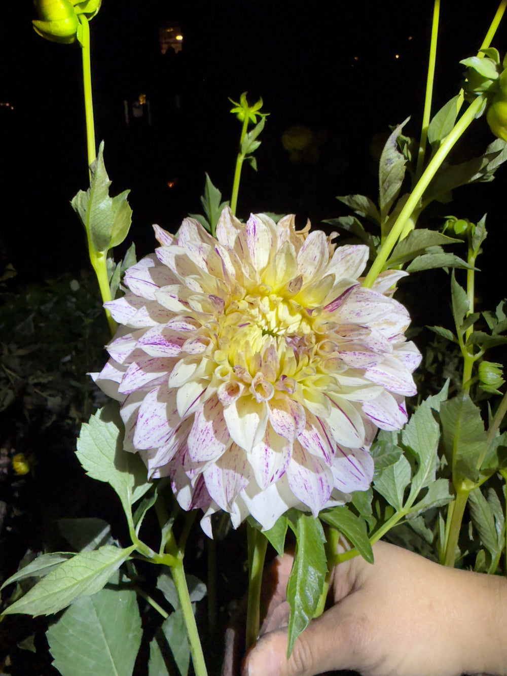 AC Tweedly Dee - POT TUBER