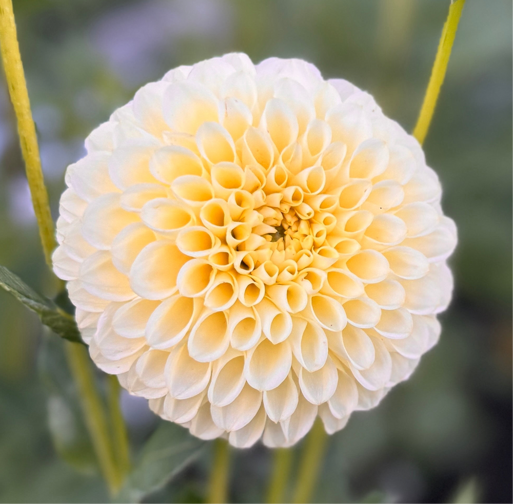 Skipley Moonglow Dahlia - Rooted Cutting