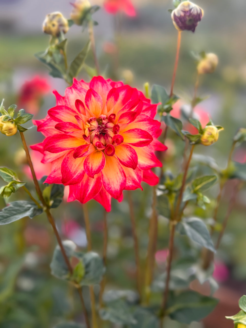 AC Rosebud Dahlia - Rooted Cutting