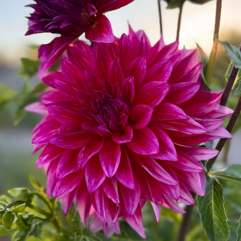 Raspberry Punch - Tuber – Heron's Nest Dahlias