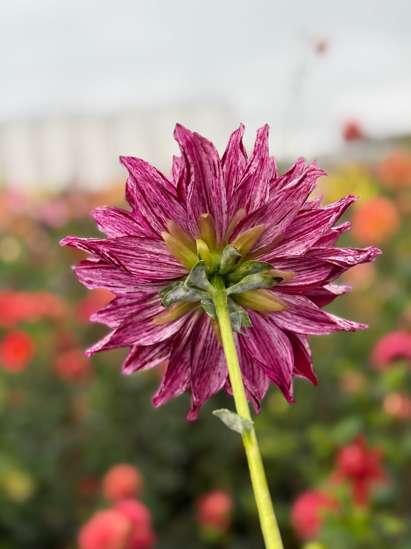 
                  
                    Hollyhill Bewitched - Rooted Cutting
                  
                