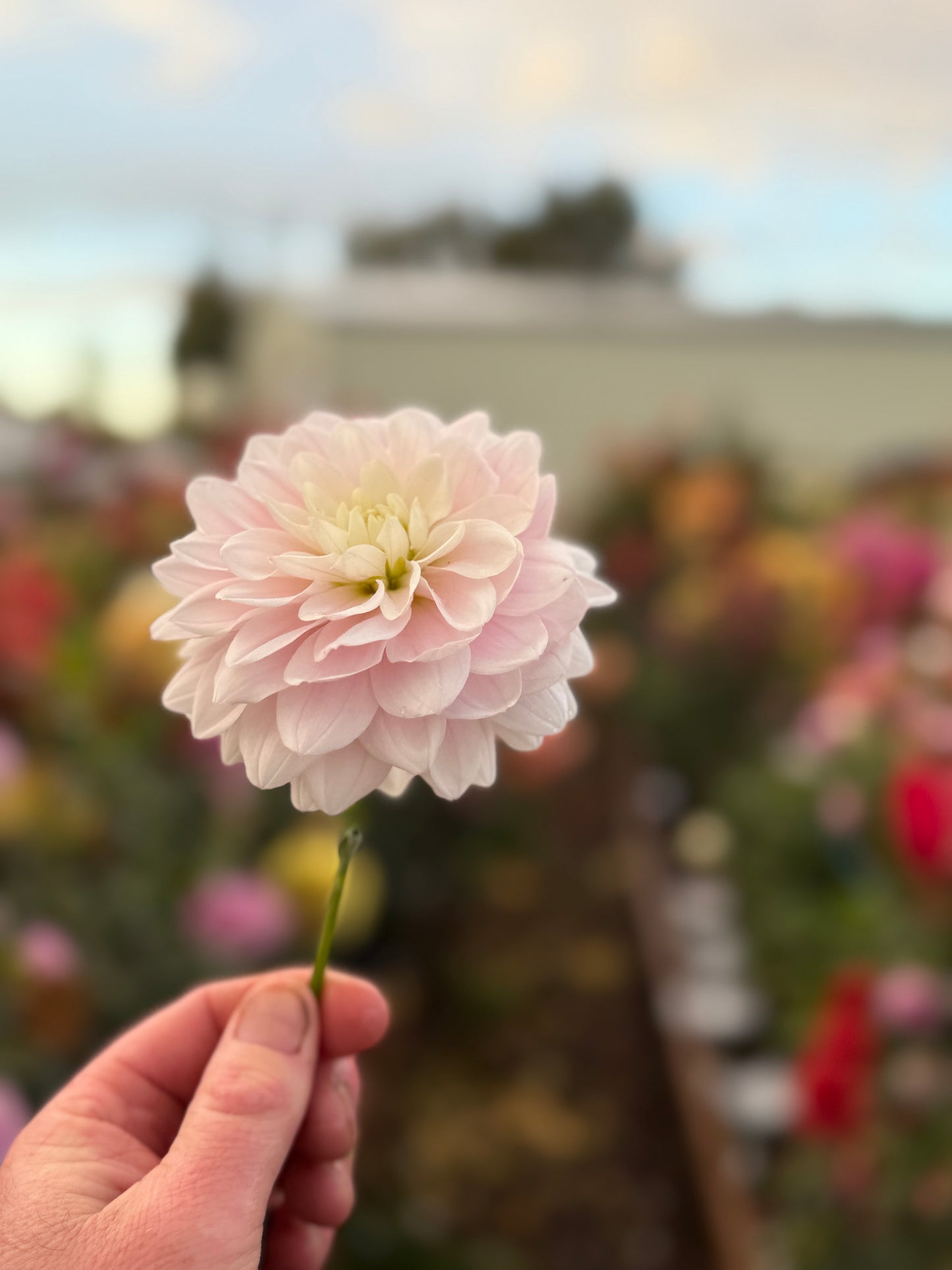 
                  
                    Silver Years - POT TUBER
                  
                