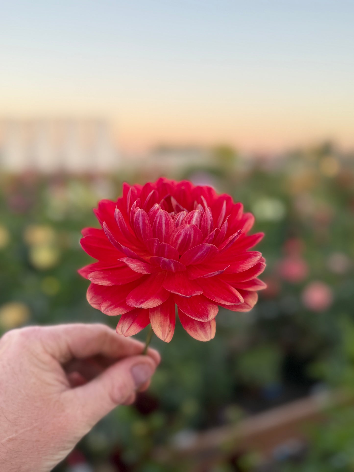 
                  
                    Red Velvet - Rooted Cutting
                  
                