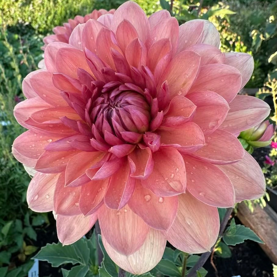 Chateau de la Bourdaisiere Dahlia - Rooted Cutting