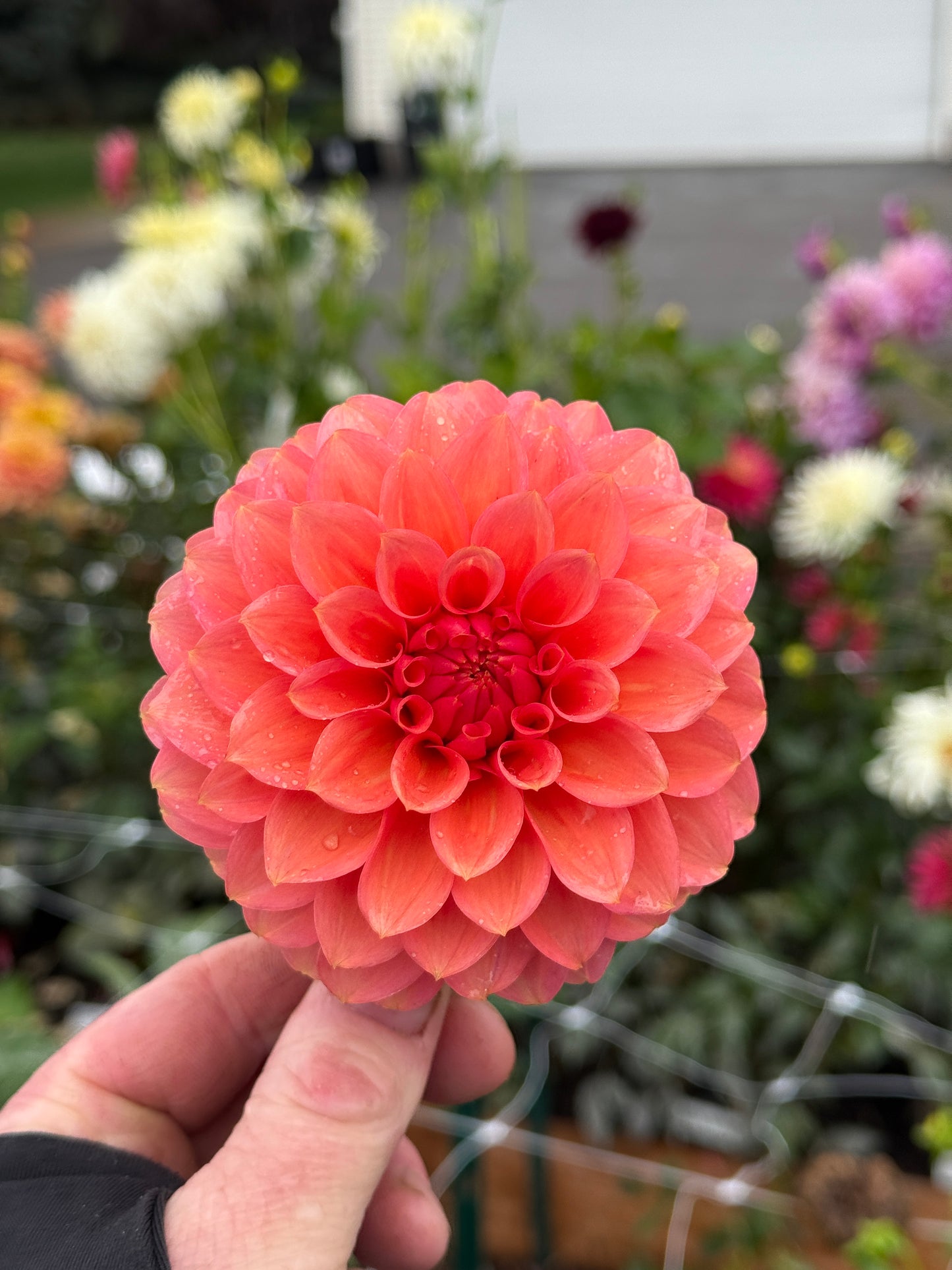 
                  
                    Painted Desert - Rooted Cutting
                  
                