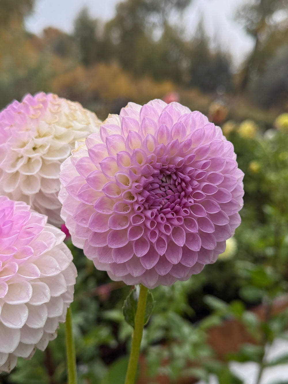 Westerton Ella Grace Dahlia - Mini Clump